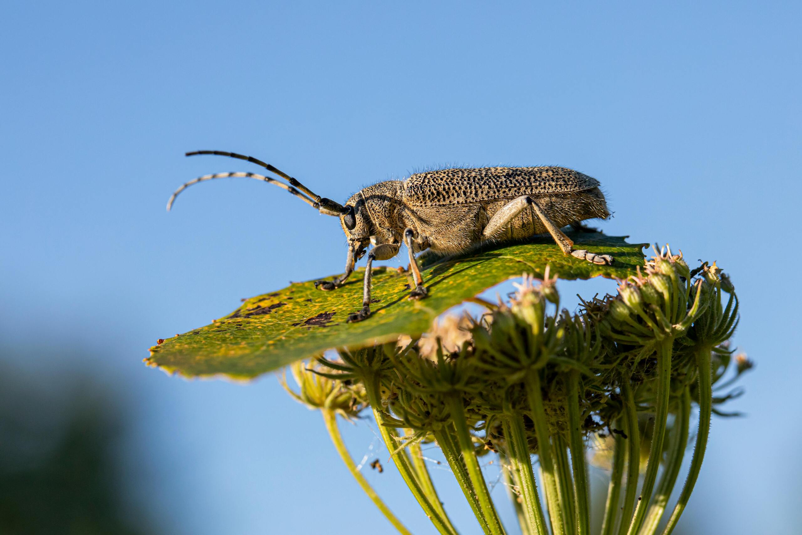 Boktor